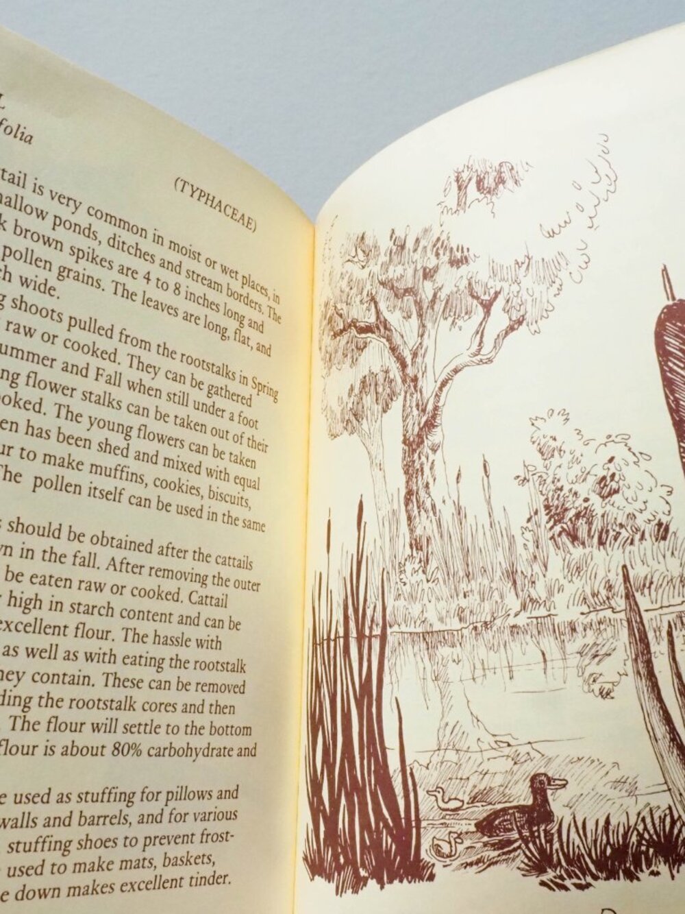 Some Useful Wild Plants - 1973 - David Manning - Vintage Foraging Guide - Picture 13 of 16